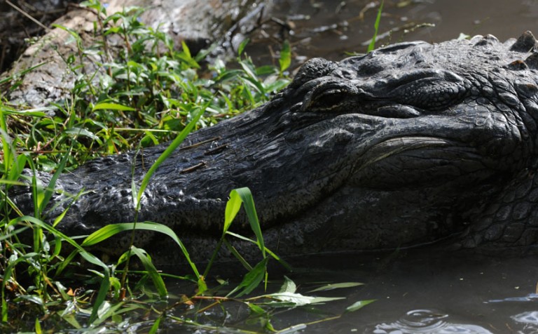 Alligator Alley | Photo Gallery