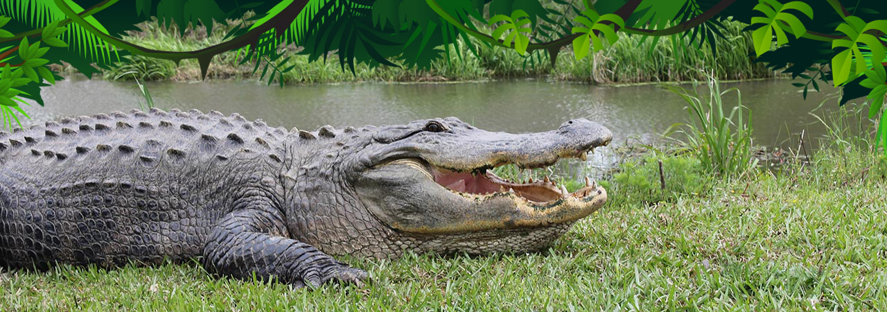 banner01_gator1280x450