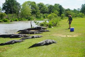 alligator feeding