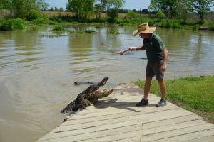 alligator feeding 2