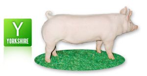 Yorkshire pig