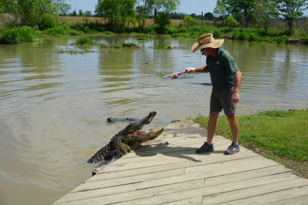 Alligator Alley Five reasons you should visit Alligator Alley this summer