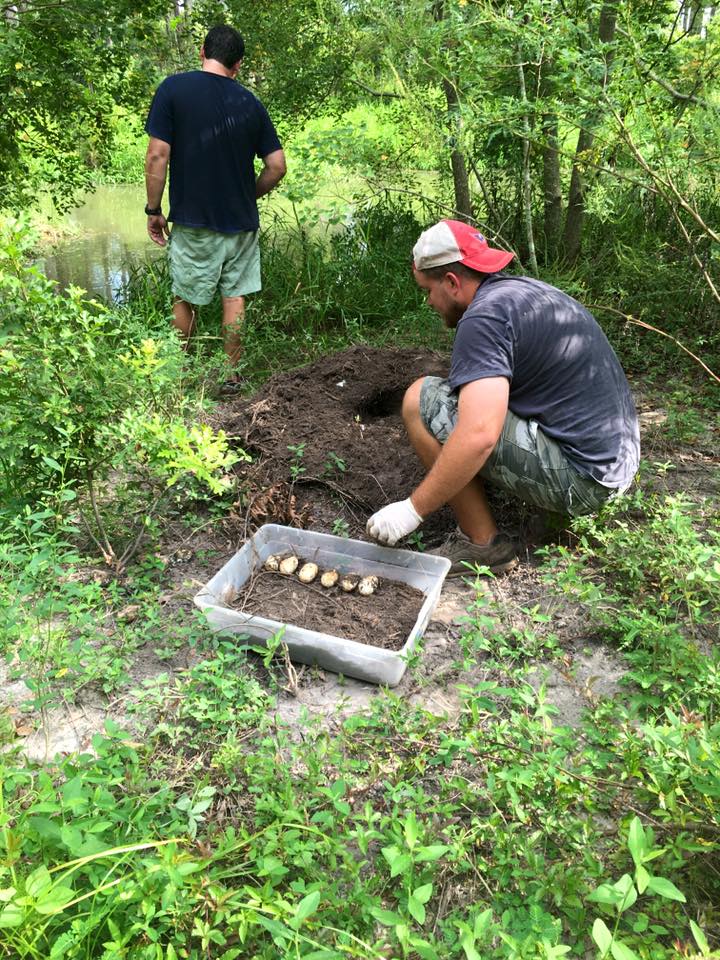 Alligator Alley Six Things to Know About Harvesting Alligator Eggs
