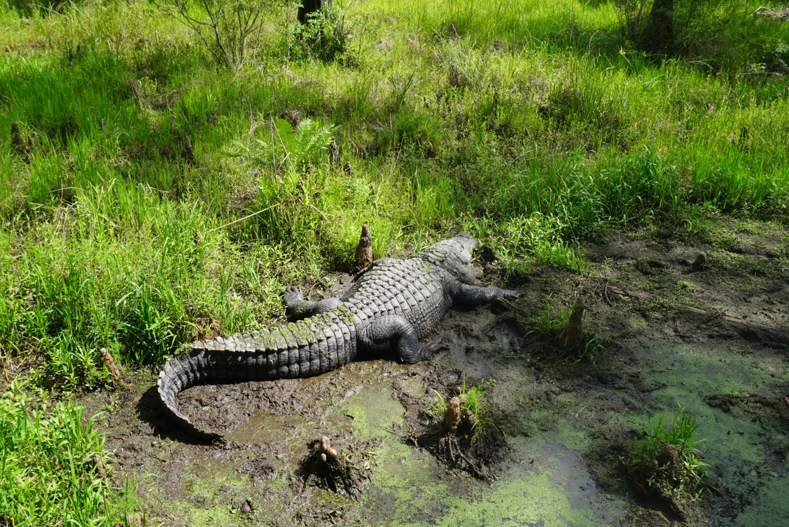 Alligator Alley Winter is Coming…To Alligator Alley