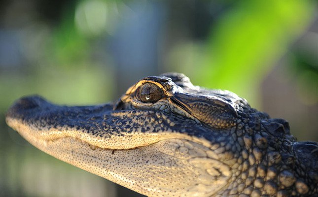 Alligator Alley | The Life of an Alligator