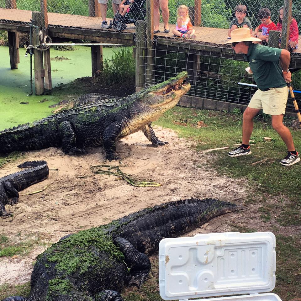 alligator alley news today