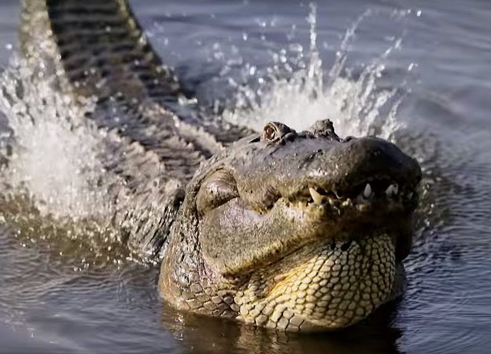 Запусти крокодила. Невозмутимый крокодил. Alligator Mate.