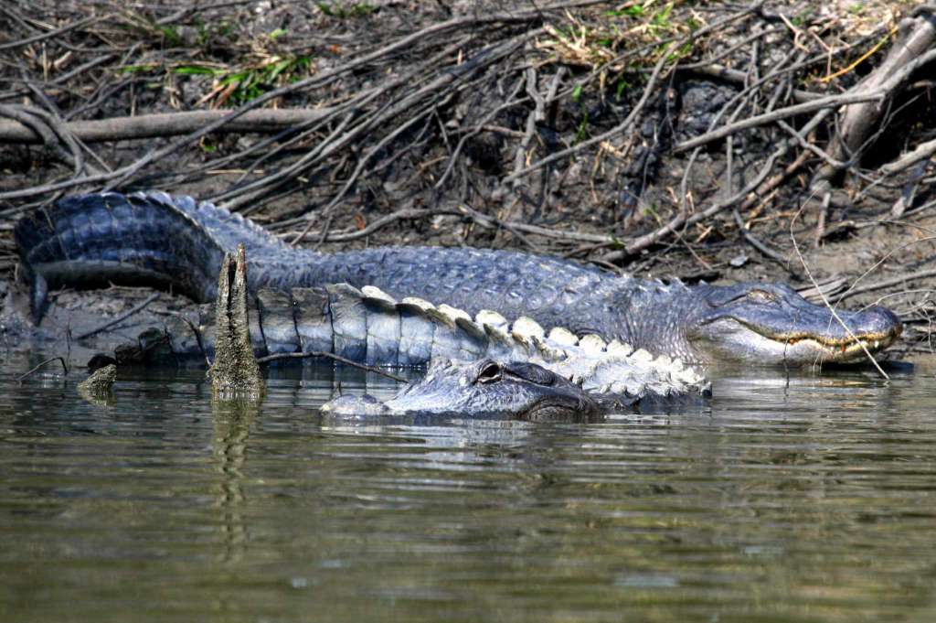 Alligator Alley All About Mating Season