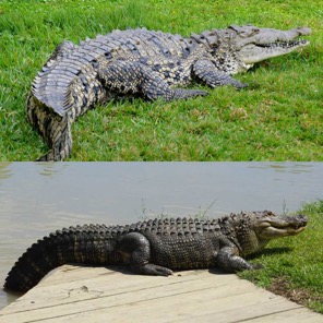crocodiles vs alligators size