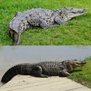 Alligator Alley Alligators Vs Crocodiles