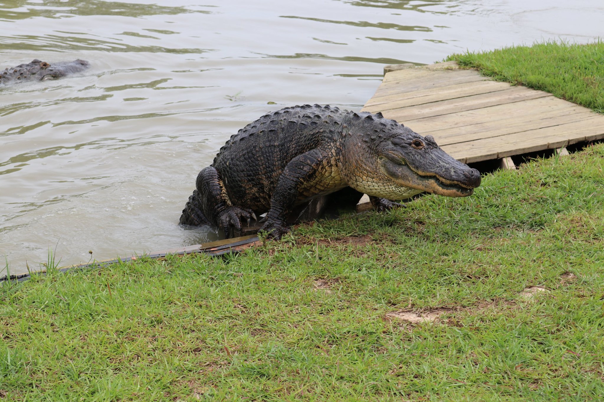 Alligator Alley | Birthday Parties at Alligator Alley