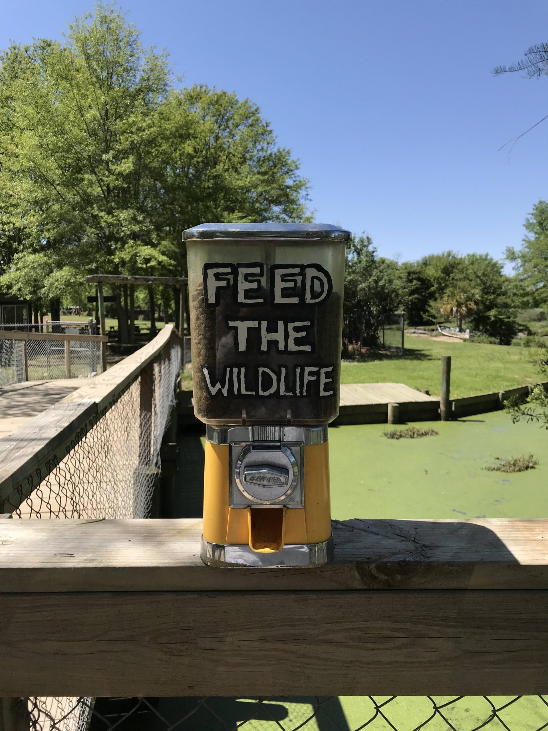 Alligator Alley Experience All Alligator Alley Has to Offer