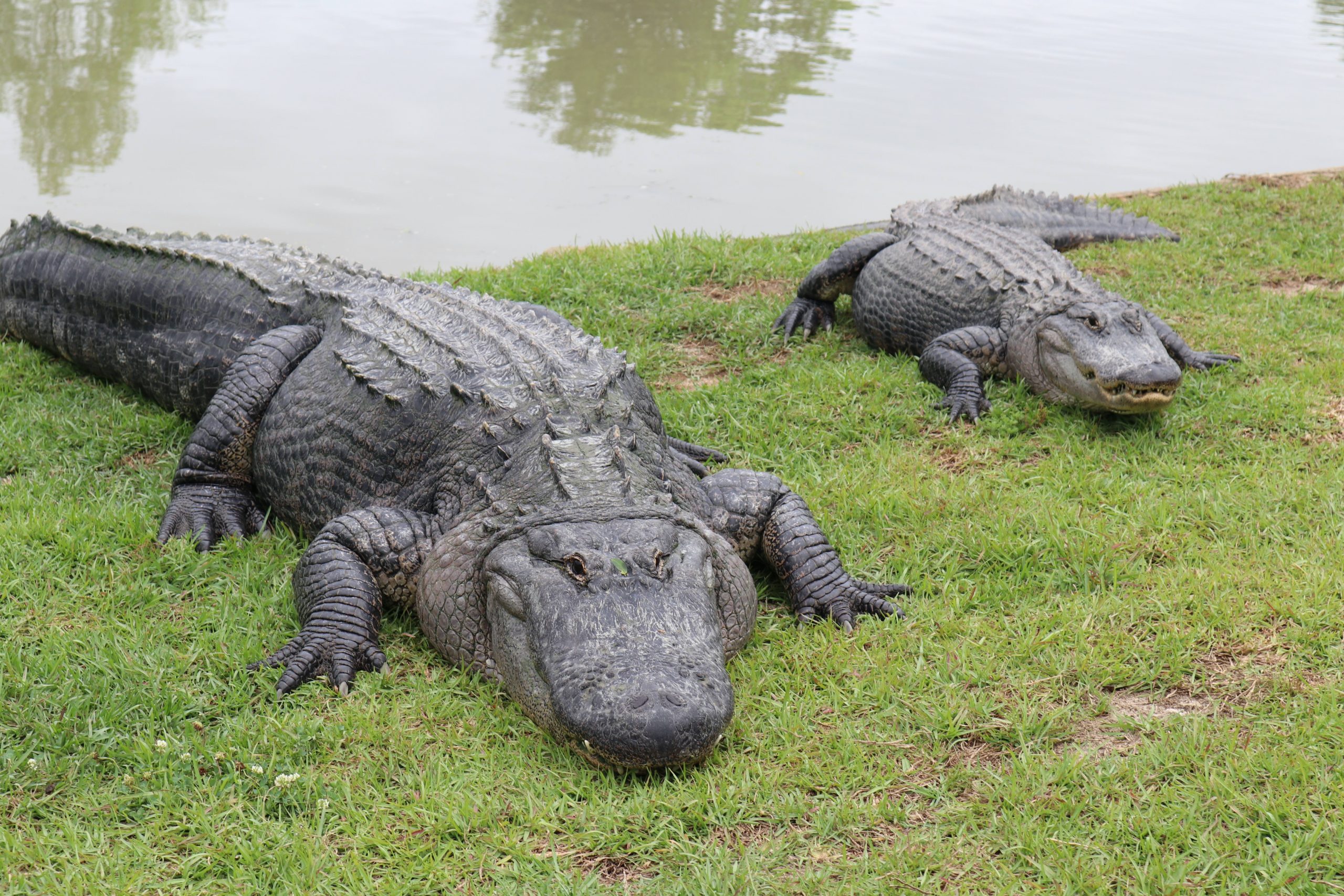 Alligator Alley Experience All Alligator Alley Has to Offer
