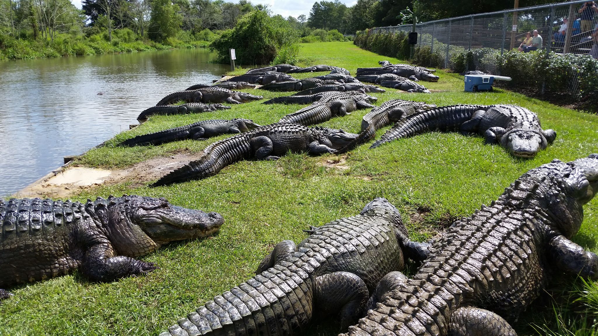 Alligator Alley Celebrating Earth Day at Alligator Alley