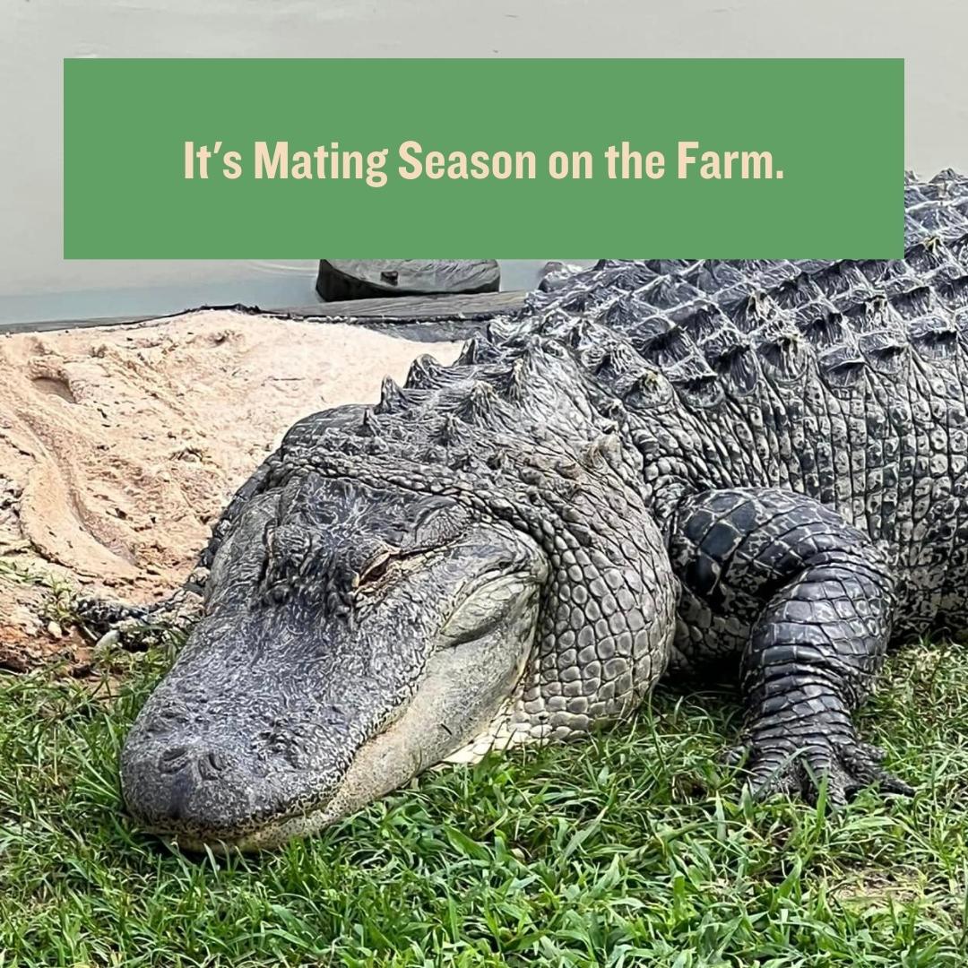 Alligator Alley All You Need is Love It’s Alligator Mating Season